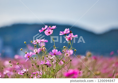Cosmos field heralding autumn 120094847