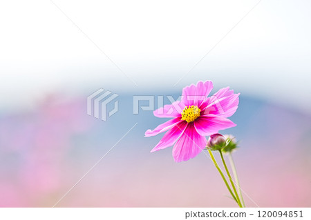 Cosmos field heralding autumn 120094851