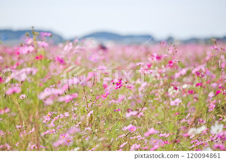 Cosmos field heralding autumn 120094861