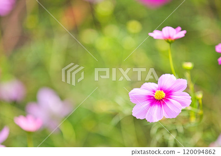 Cosmos field heralding autumn 120094862