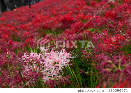 埼玉縣幸手市國風町縣立權現堂公園內的文殊菩薩(彼岸花),滿坡的紅色花朵中呈粉紅色。 埼玉縣幸手市國風町縣立權現堂公園內的文殊菩薩(彼岸花),滿坡的紅色花朵中呈粉紅色。 120094971