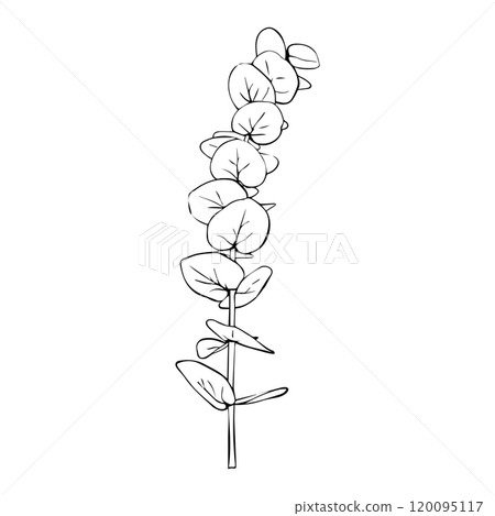 Hand drawn eucalyptus branch. Vector illustration of greenery Hand drawn eucalyptus branch. Vector illustration of greenery 120095117