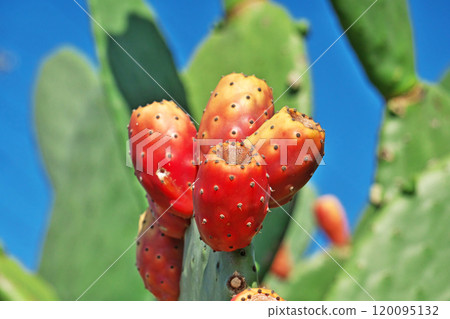 Prickly pear cactus with ripe red fruits (autumn, October) Prickly pear cactus with ripe red fruits (autumn, October) 120095132