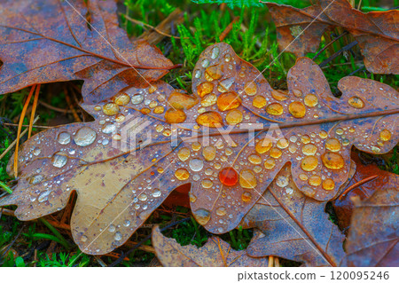 Dewy Drops Resting on Brown Leaves During the Beautiful and Enchanting Season of Autumns Wonderment Dewy Drops Resting on Brown Leaves During the Beautiful and Enchanting Season of Autumns Wonderment 120095246