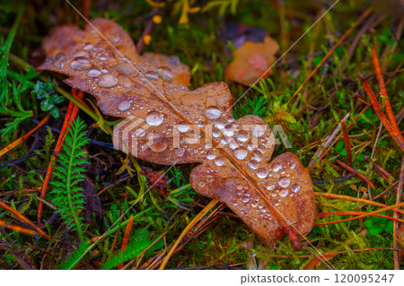 Dewy Drops Resting on Brown Leaves During the Beautiful and Enchanting Season of Autumns Wonderment 120095247