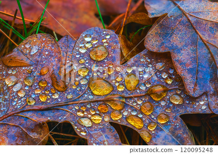 Dewy Drops Resting on Brown Leaves During the Beautiful and Enchanting Season of Autumns Wonderment Dewy Drops Resting on Brown Leaves During the Beautiful and Enchanting Season of Autumns Wonderment 120095248