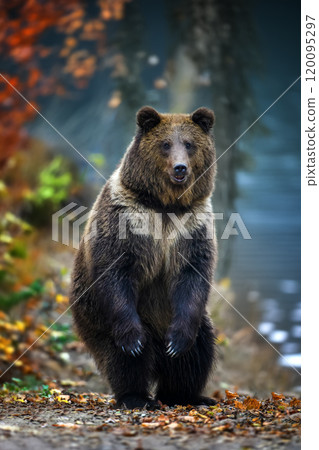 Brown bear (Ursus arctos) standing on his hind legs in autumn forest. Danger animal in nature habitat. Big mammal Brown bear (Ursus arctos) standing on his hind legs in autumn forest. Danger animal in nature habitat. Big mammal 120095297