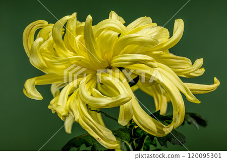 Vienna yellow chrysanthemum on a green background 120095301