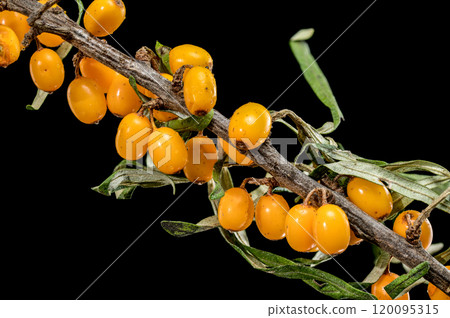 Sea Buckthorn Berries on Branch isolated on black background 120095315