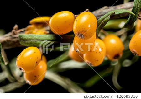 Sea Buckthorn Berries on Branch isolated on black background 120095316