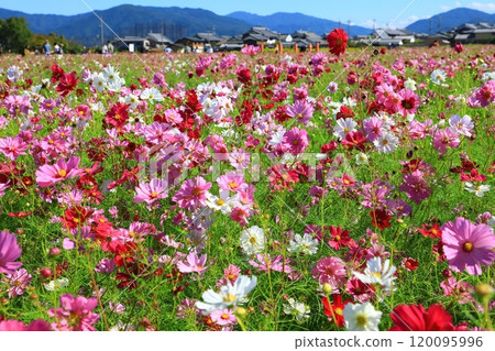 藤原宮遺址盛開的波斯菊 藤原宮遺址盛開的波斯菊 120095996