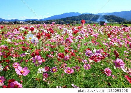 Cosmos flowers blooming at the Fujiwara Palace ruins 120095998