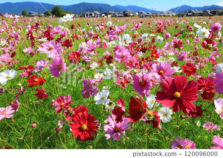 藤原宮遺址盛開的波斯菊 藤原宮遺址盛開的波斯菊 120096000