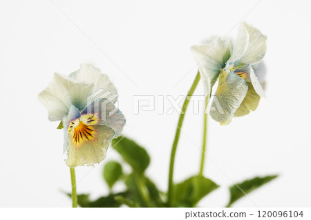 白色背景上拍攝的藍色 Nemophila 中提琴花 白色背景上拍攝的藍色 Nemophila 中提琴花 120096104