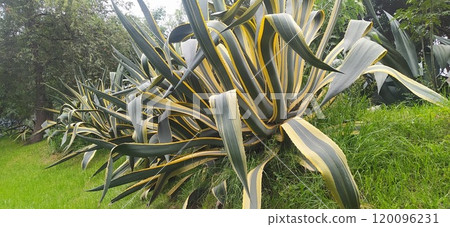 許多龍舌蘭植物整齊排列(墨西哥) 許多龍舌蘭植物整齊排列(墨西哥) 120096231