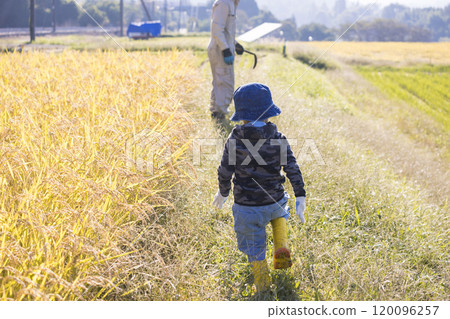 A boy walking along the edge of a rice field chasing his father A boy walking along the edge of a rice field chasing his father 120096257