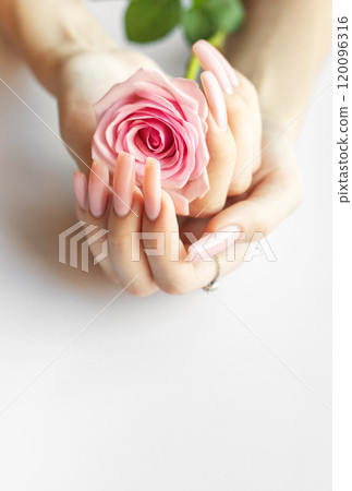 A person with long pink nails gently holding a soft pink rose against a light background A person with long pink nails gently holding a soft pink rose against a light background 120096316