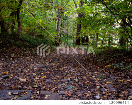 A mountain trail covered with fallen leaves A mountain trail covered with fallen leaves 120096414