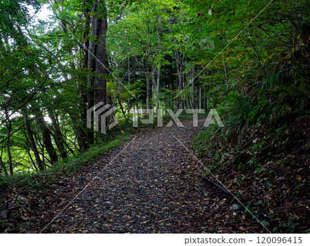A mountain trail covered with fallen leaves 120096415