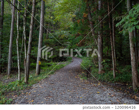 A mountain trail covered with fallen leaves A mountain trail covered with fallen leaves 120096416
