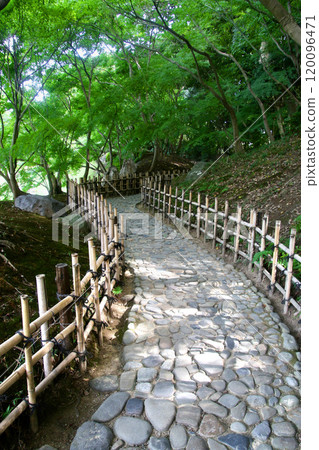 Ritsurin Garden, Green Maples (Takamatsu City, Kagawa Prefecture) 120096471