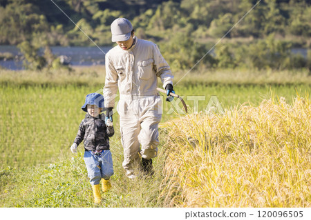 A boy walking along a rice field path holding hands with his father 120096505