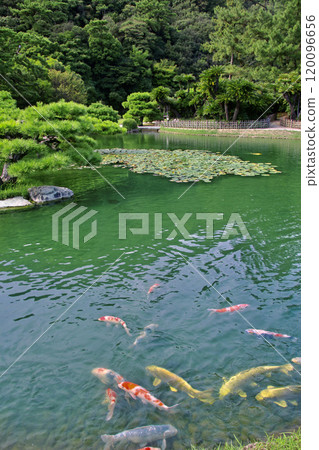 Ritsurin Garden: Pond and carp (Takamatsu City, Kagawa Prefecture) 120096656