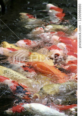 Ritsurin Garden: Pond and carp (Takamatsu City, Kagawa Prefecture) 120096660