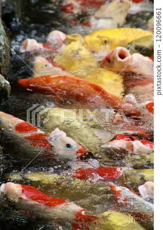 栗林公園、池塘和鯉魚（香川縣高松市） 120096661