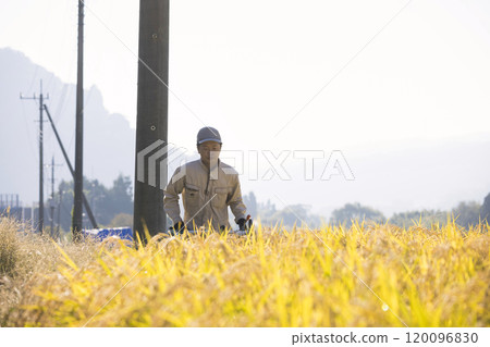 稻米收割圖片：一名男子使用手持稻米收割機收割水稻 120096830