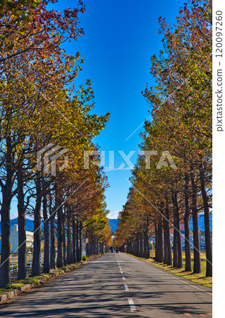 秋葉中的一排紅楓樹 秋葉中的一排紅楓樹 120097260