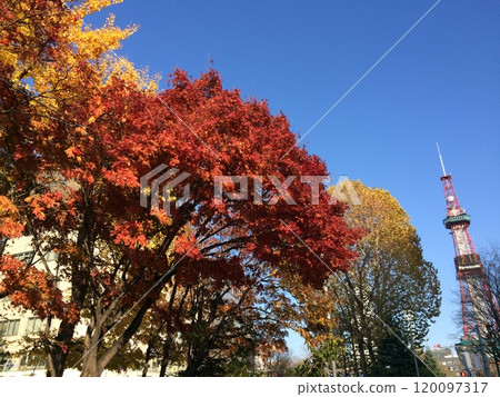 Sapporo TV Tower seen through the autumn leaves Sapporo TV Tower seen through the autumn leaves 120097317