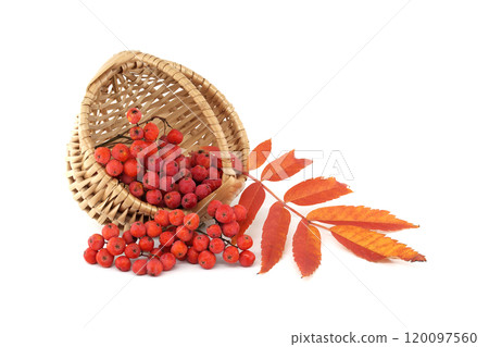 Vibrant Red Rowan Berries in a Wicker Basket Isolated on White Background Vibrant Red Rowan Berries in a Wicker Basket Isolated on White Background 120097560