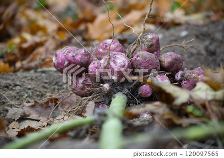 Close-up of freshly harvested purple sunchoke tubers in the soil surrounded by autumn leaves Close-up of freshly harvested purple sunchoke tubers in the soil surrounded by autumn leaves 120097565