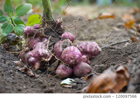 Organic Freshly Harvested Jerusalem Artichokes in Garden Soil Organic Freshly Harvested Jerusalem Artichokes in Garden Soil 120097566