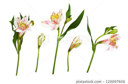 Set of white, pink and yellow alstroemeria flowers isolated 120097608