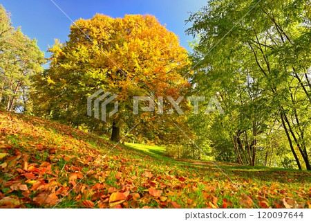Beautiful colourful autumn landscape in the Czech Republic. Colorful trees in nature in autumn season. Seasonal concept for outdoor activities. Beautiful colourful autumn landscape in the Czech Republic. Colorful trees in nature in autumn season. Seasonal concept for outdoor activities. 120097644