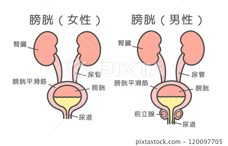 Female and male bladder illustration set (with explanation) 120097705