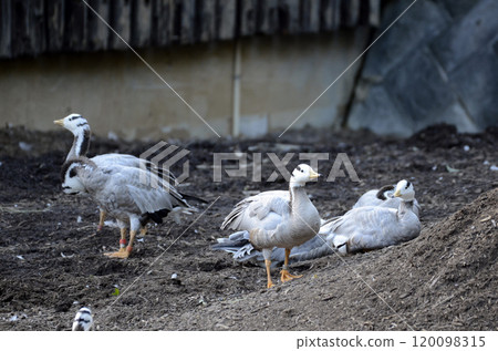 Bar-headed Goose Bar-headed Goose 120098315