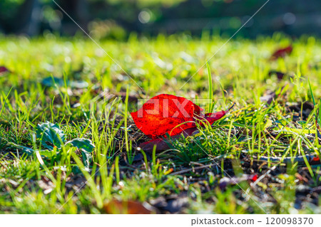 Autumn leaves of dogwood 120098370