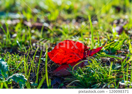 Autumn leaves of dogwood 120098371