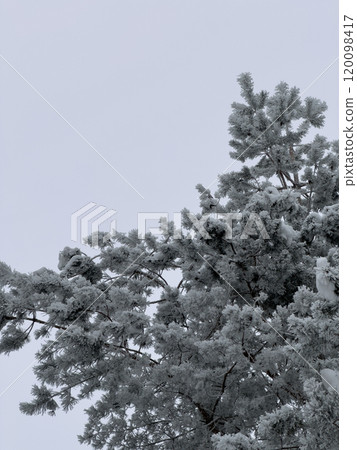 Snow-Covered Tree in Winter Landscape Snow-Covered Tree in Winter Landscape 120098417