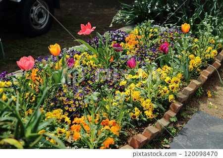Arao City Rose Garden flower bed, Arao City Rose Garden flower bed, 120098470