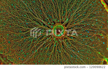 A microscopic view of a neuron with its intricate network of dendrites 120098622