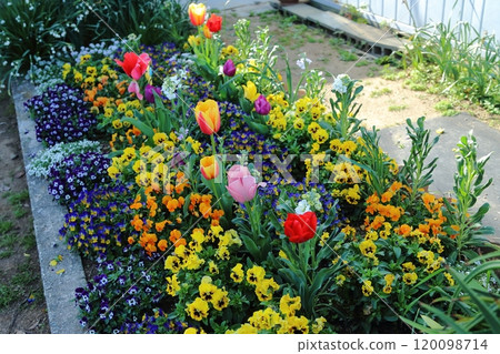 Arao City Rose Garden flower bed, Arao City Rose Garden flower bed, 120098714