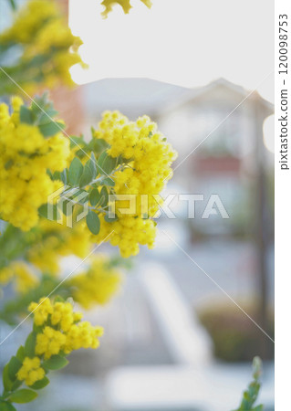Yellow mimosa flower 120098753
