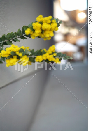 Yellow mimosa flower Yellow mimosa flower 120098754