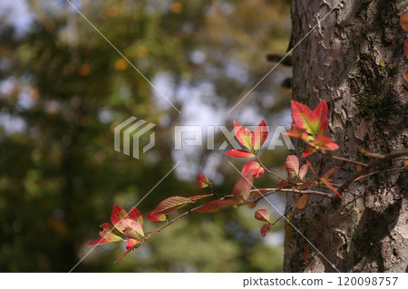 Side buds of Zelkova tree 120098757