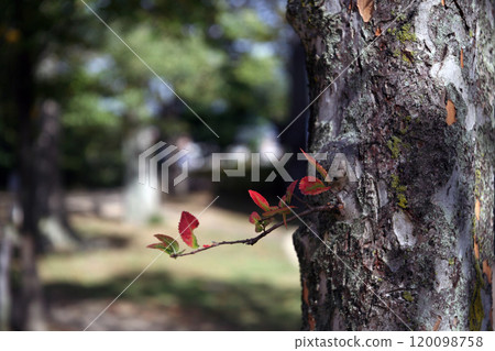 櫸樹的側芽 120098758
