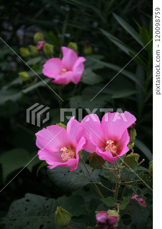 公園裡的福友花盛開 120098759